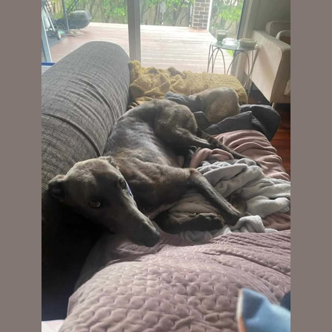 Photo of Konrad, The Young And Blue Greyhound