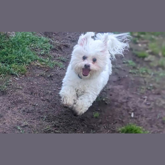 Photo of Gizmo