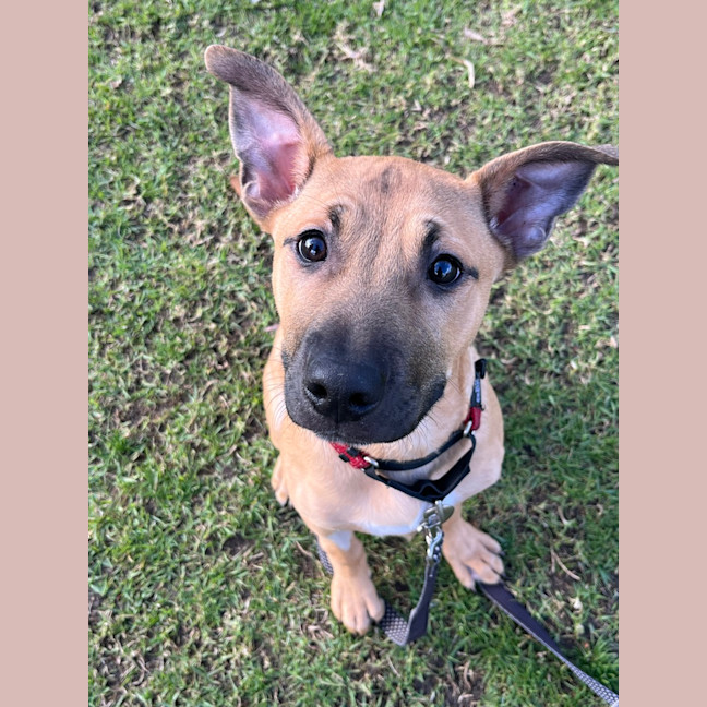 Photo of Rex