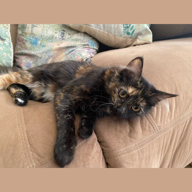 Photo of Honey 