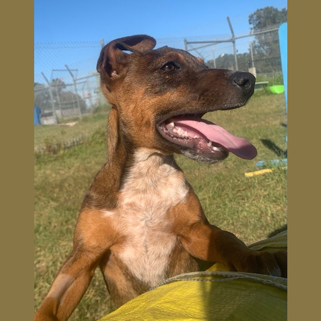 Photo of Rusty