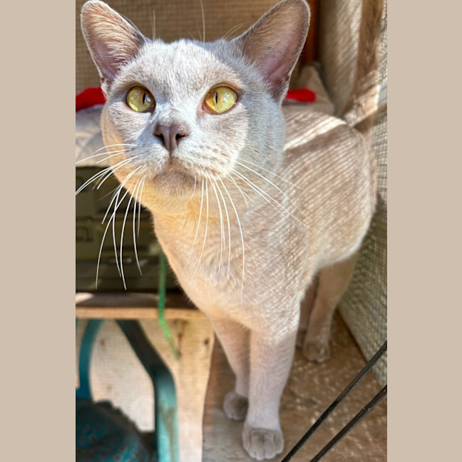 Photo of Burnie