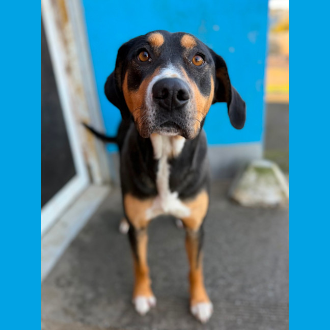 Photo of Honey