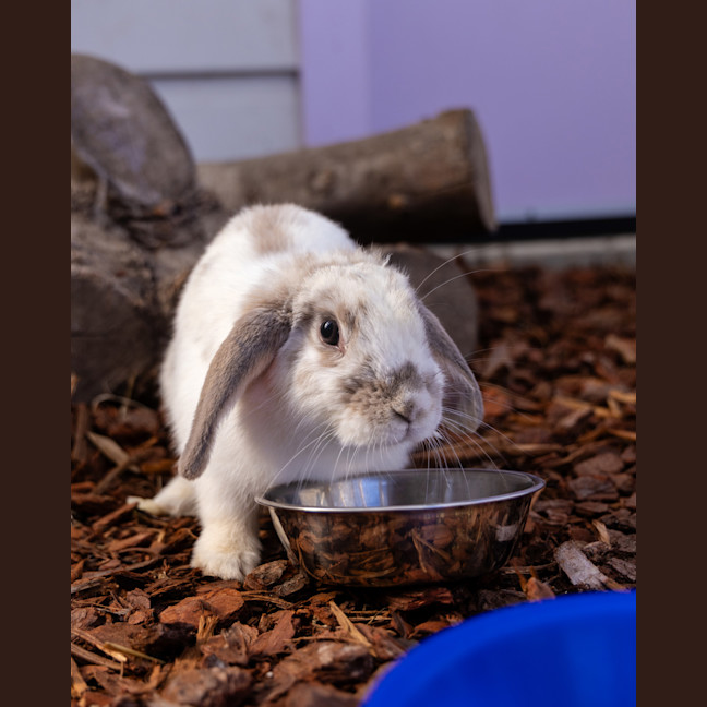Photo of Aries