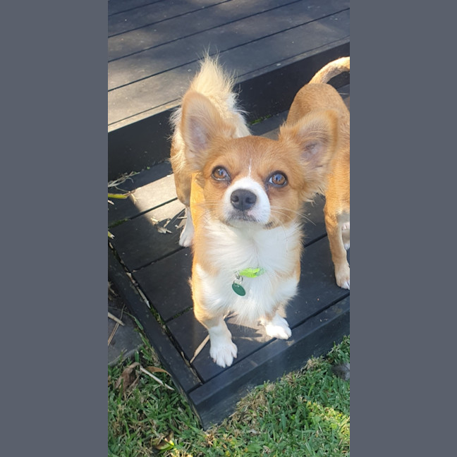 Photo of Tucker