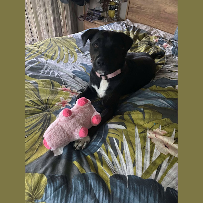Photo of Poppy