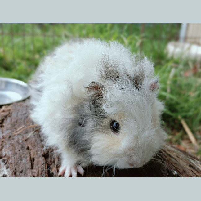 Photo of Penny