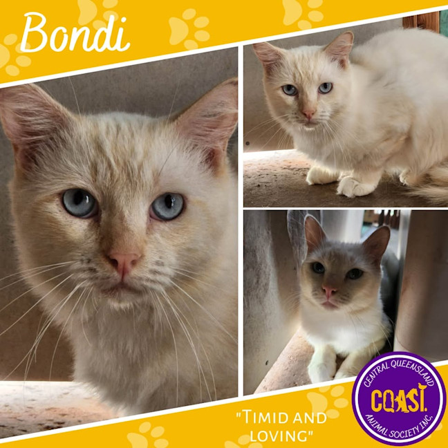 Photo of Bondi