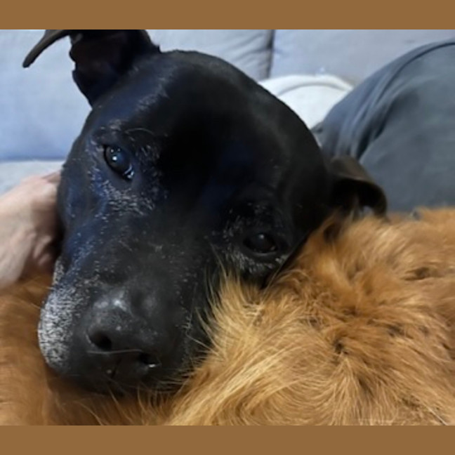 Photo of Daisy And Tonka 