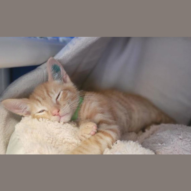 Photo of Tony
