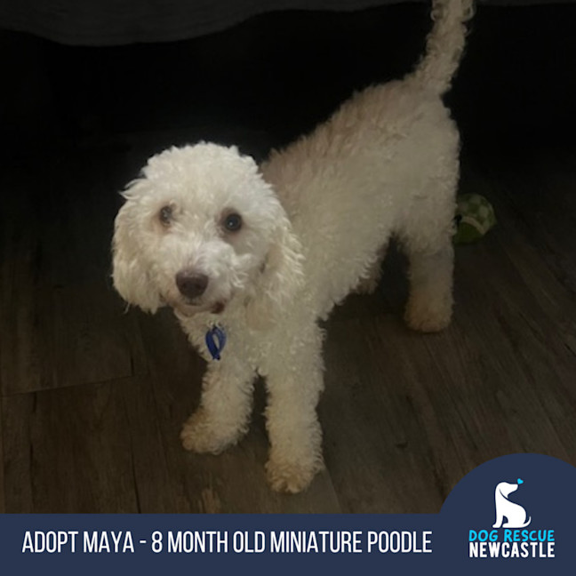 Photo of Maya   8 Month Old Miniature Poodle