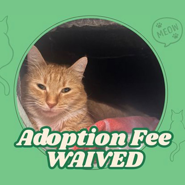 Photo of Peanut