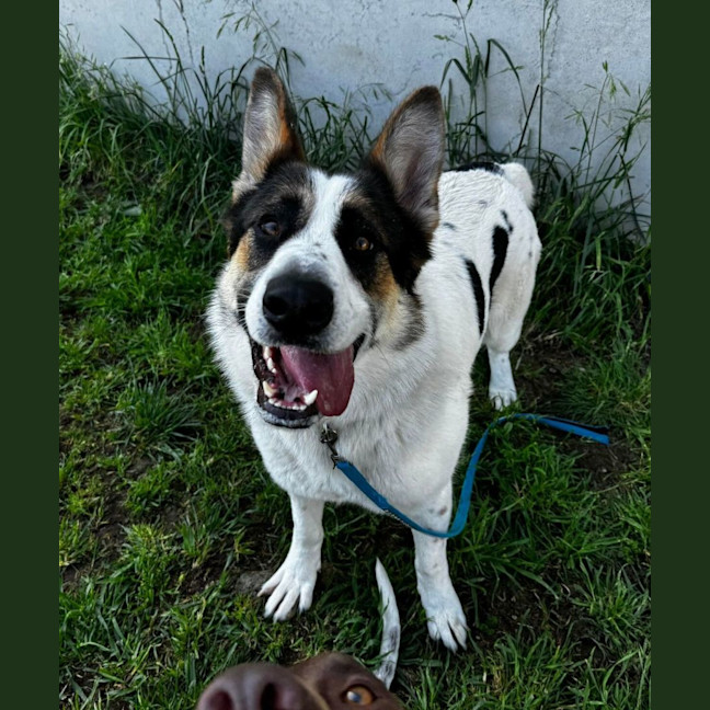 Photo of Panda (64437)