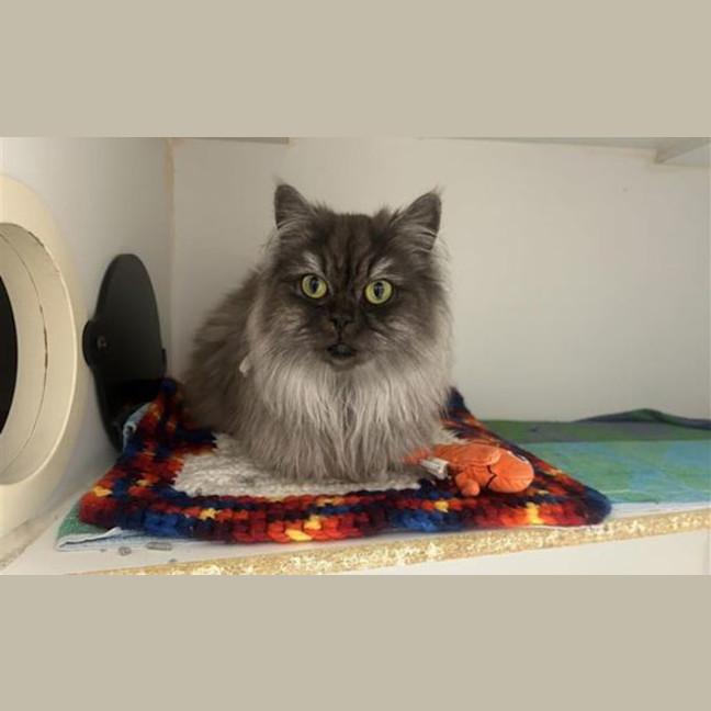 Photo of Lady Anastasia