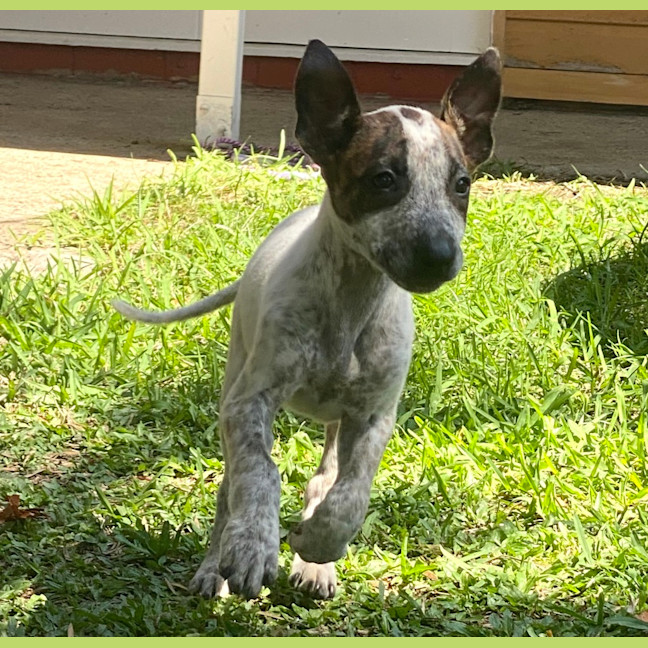 Photo of Chilli