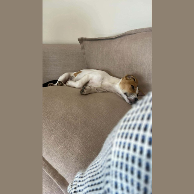 Photo of Tiny Teddy