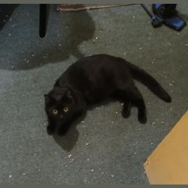 Photo of Shadow