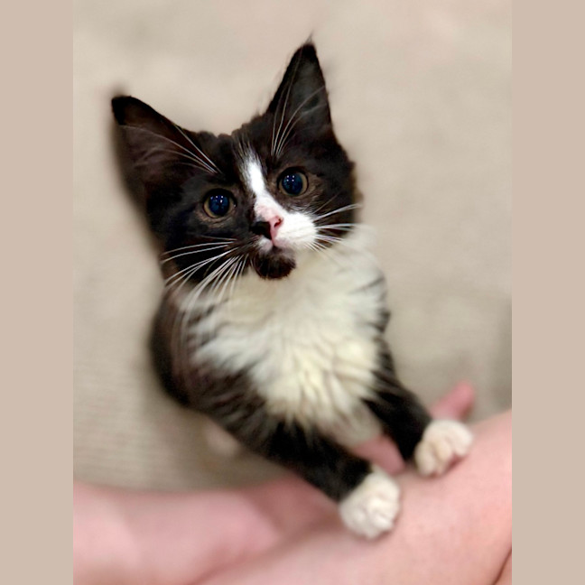 Photo of Winston