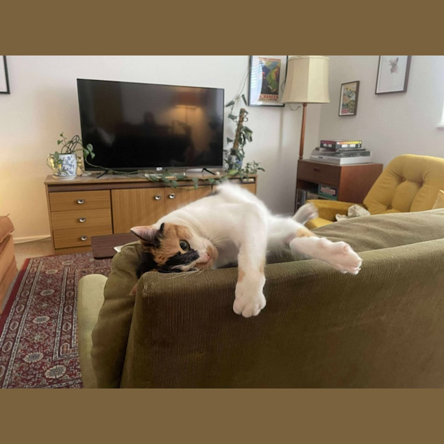 Photo of Maia   Located In Preston