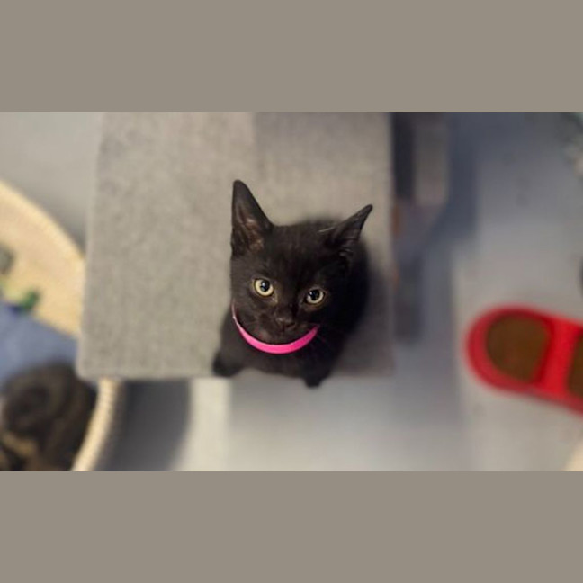 Photo of Smudge