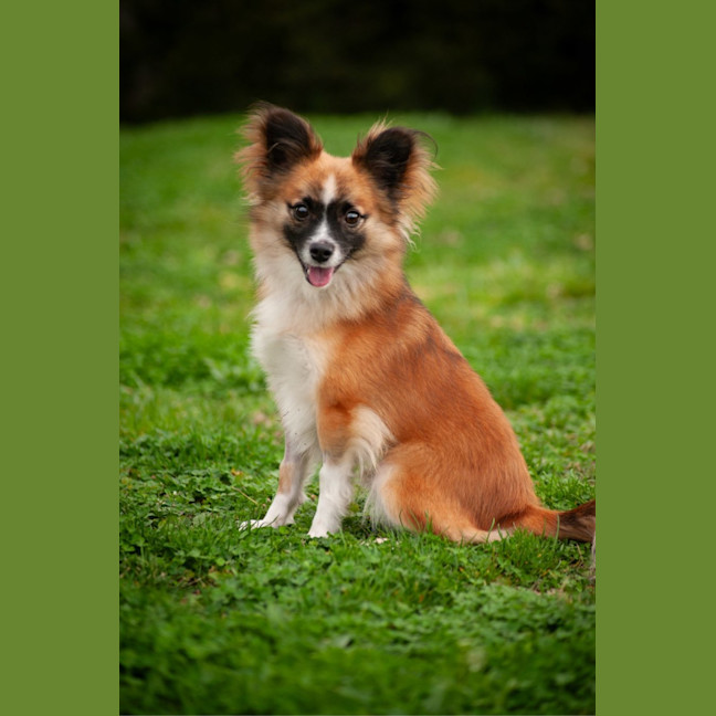 Photo of Arlo