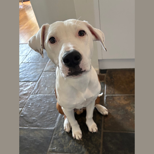 Photo of Ziggy