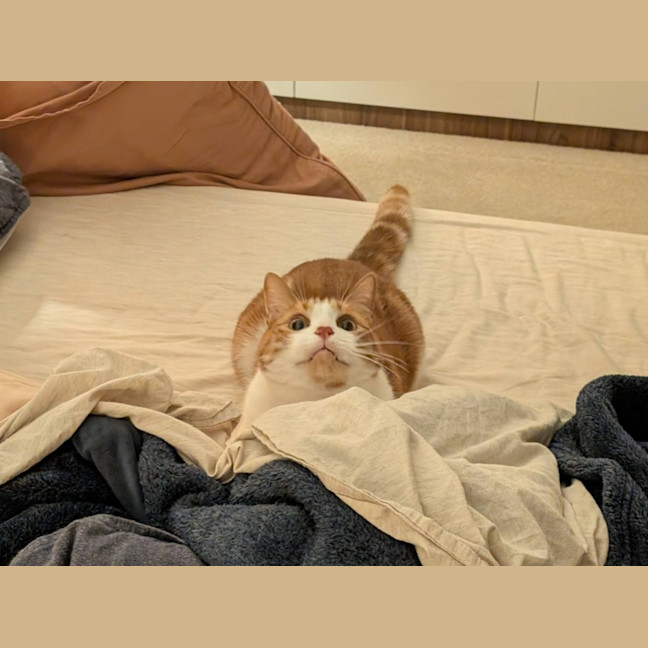 Photo of Gingie   In Foster Care In Brunswick East