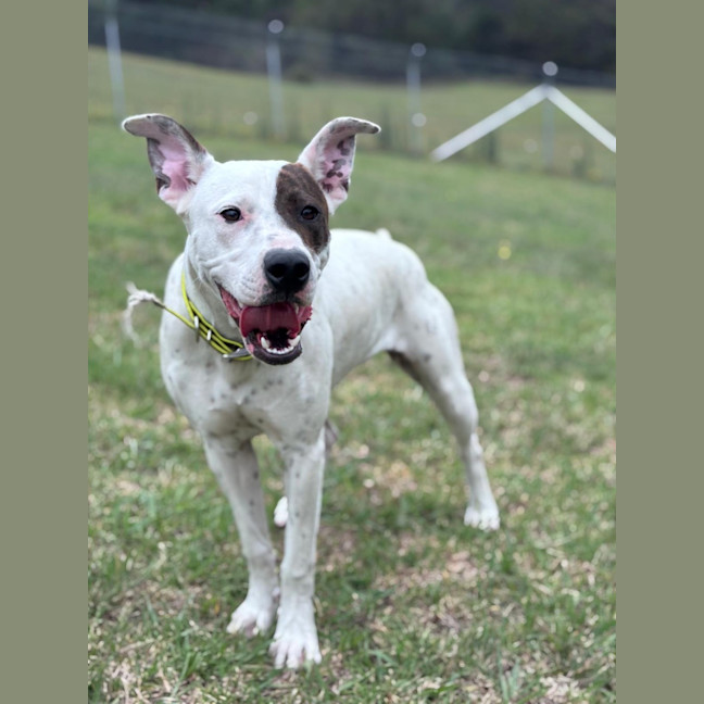 Photo of Patch