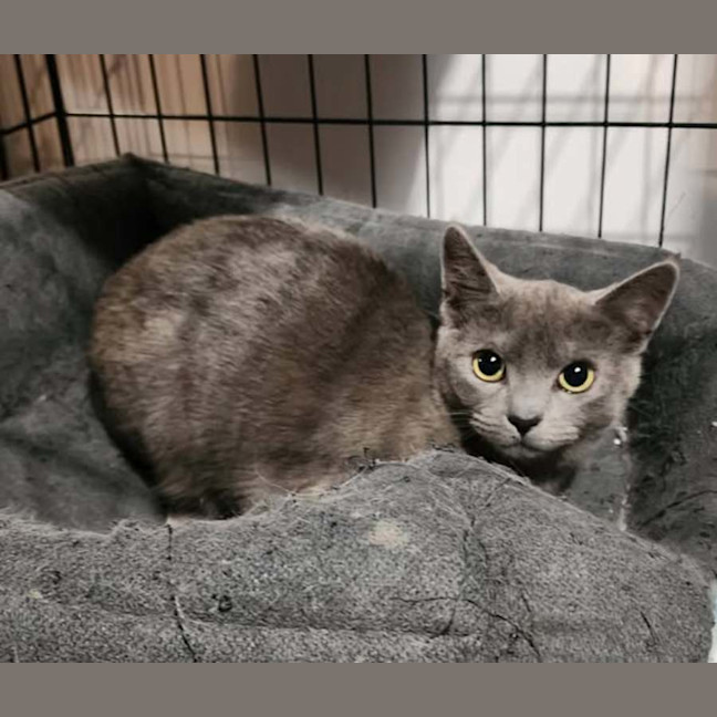 Photo of Heidi (Tamworth)