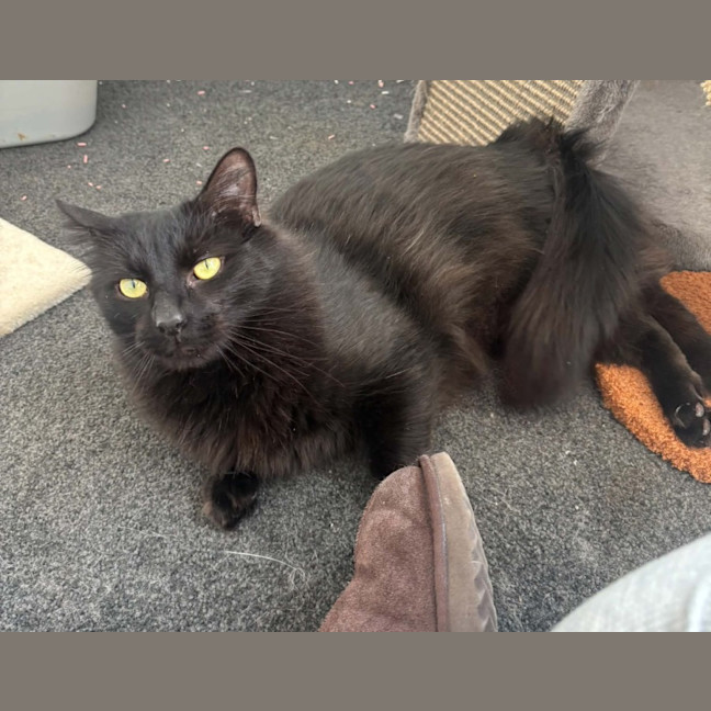 Photo of Flare*9 Lives Project Rescue*