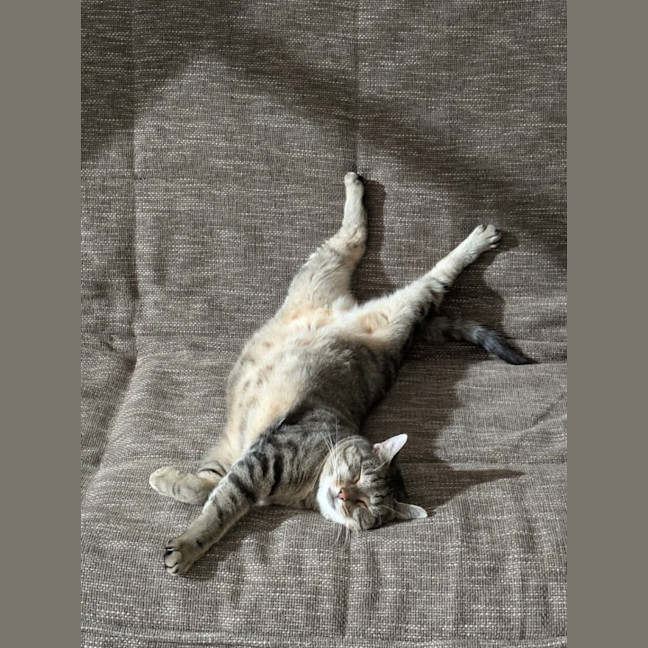 Photo of Layla