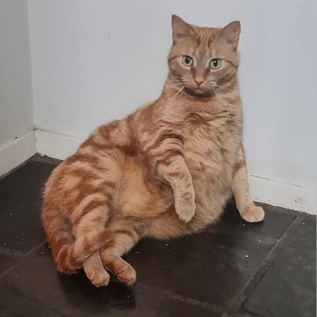 Photo of Marmalade (Located In Wantirna South)