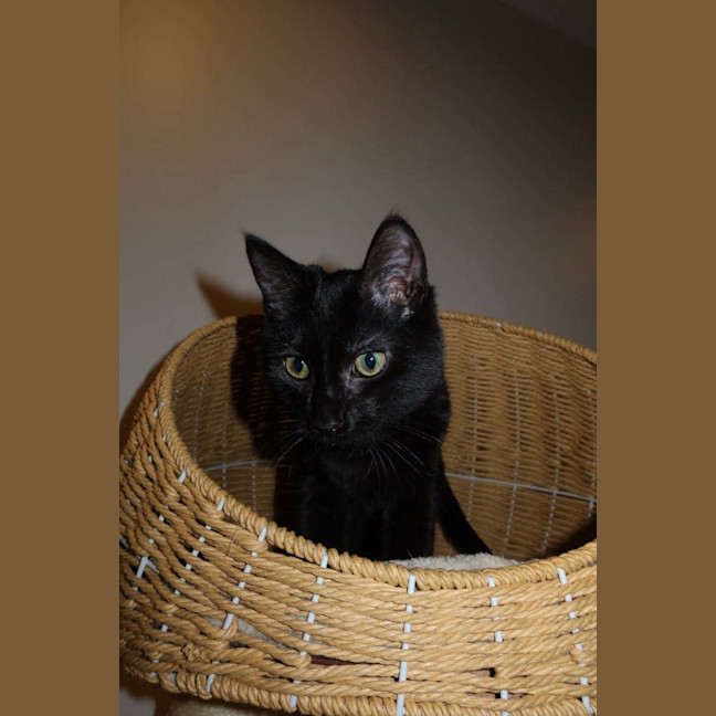 Photo of Velvet