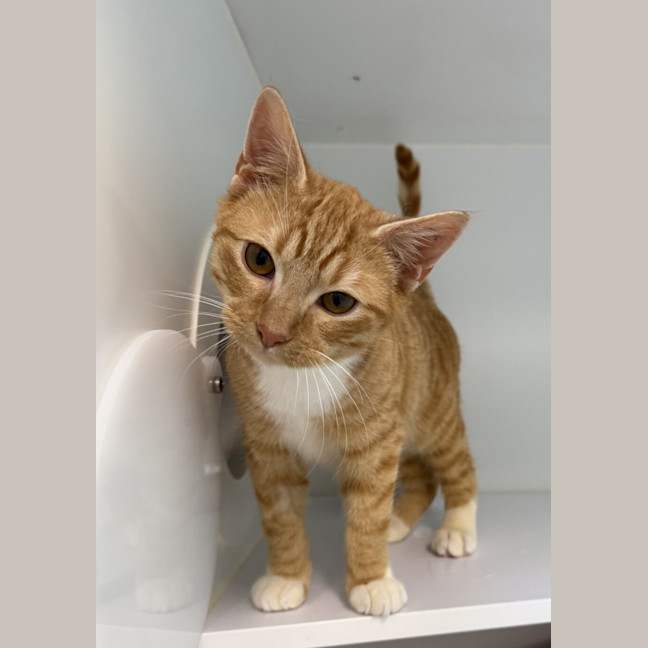 Photo of David Guetta (Bonded With Calvin Harris)