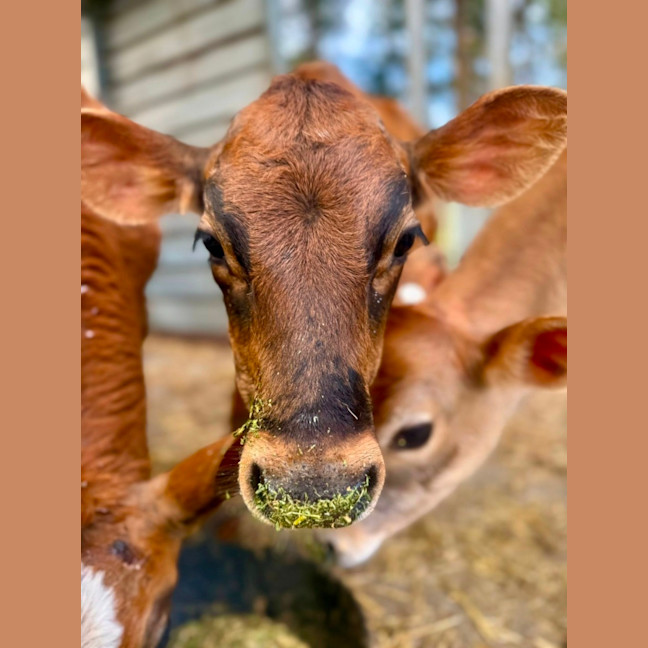 Photo of Alvin, Simon & Theodore