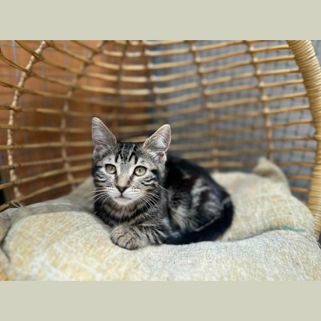 Photo of Amy ** 2nd Chance Cat Rescue**