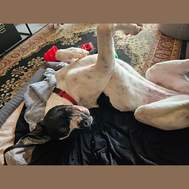 Photo of Rose
