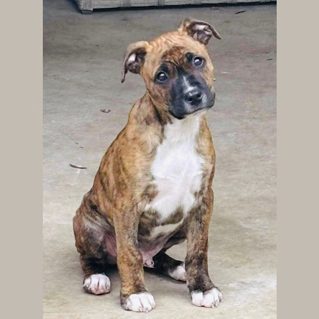 Photo of Ace Of Hearts 