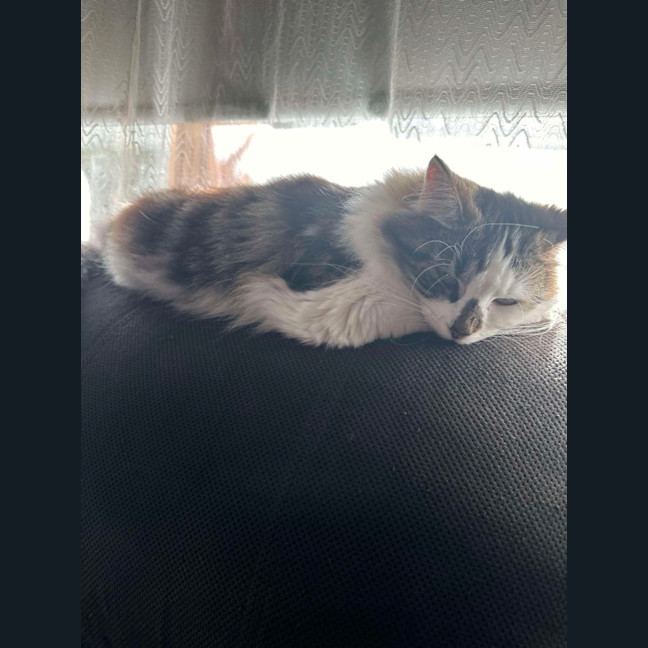 Photo of Candlestick