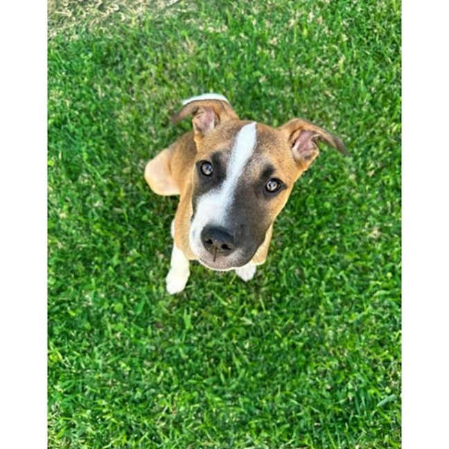 Photo of Guinness *$350 Adoption Fee*