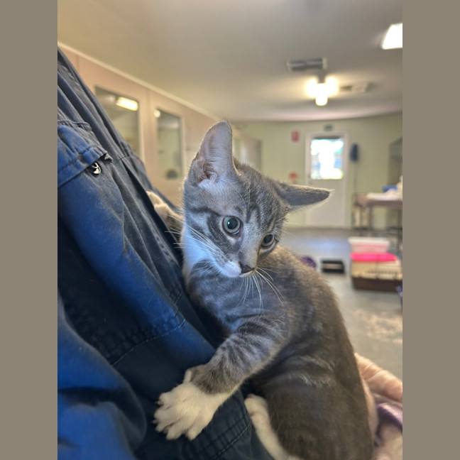 Photo of Jazz