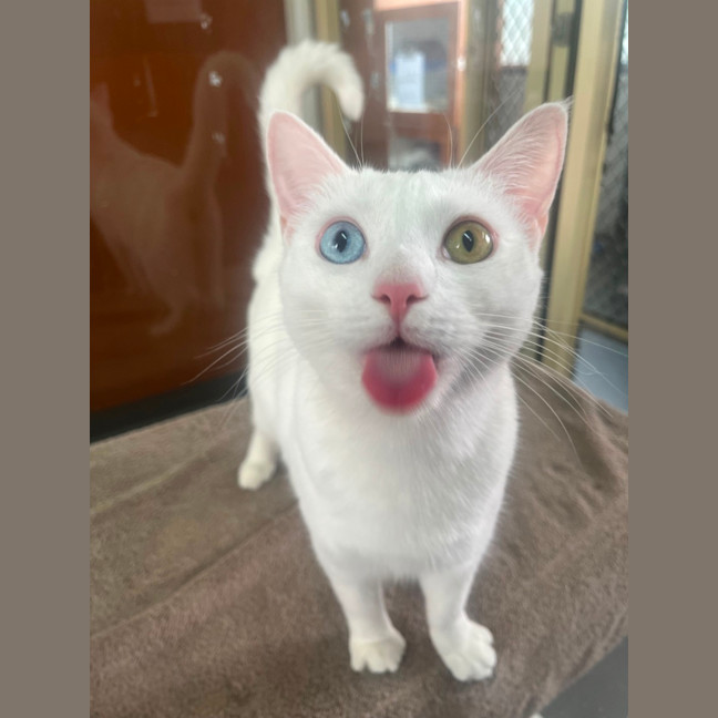 Photo of David Bowie