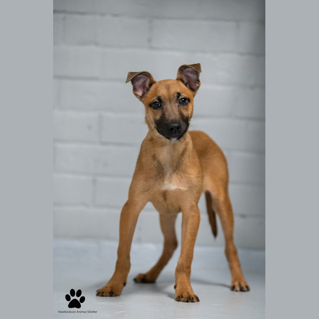 Photo of Mishka