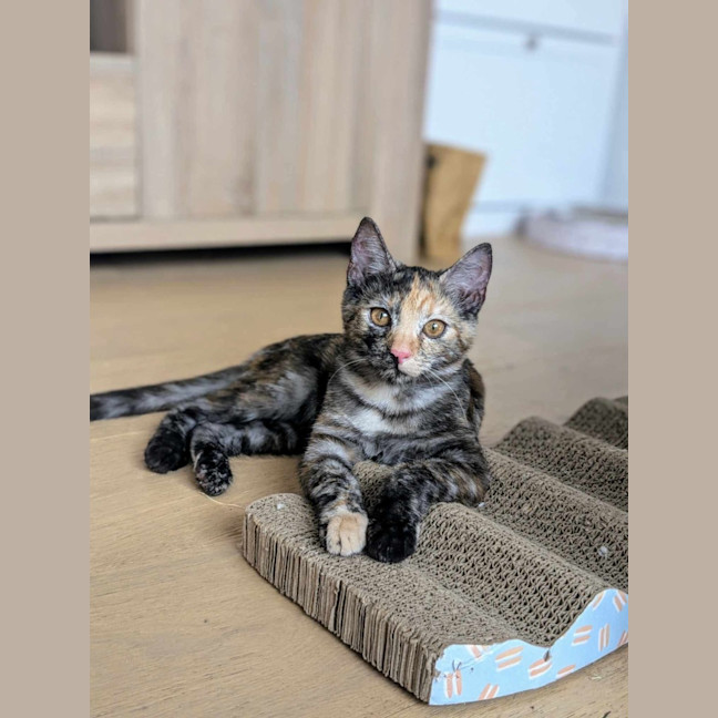 Photo of Chook & Mash 