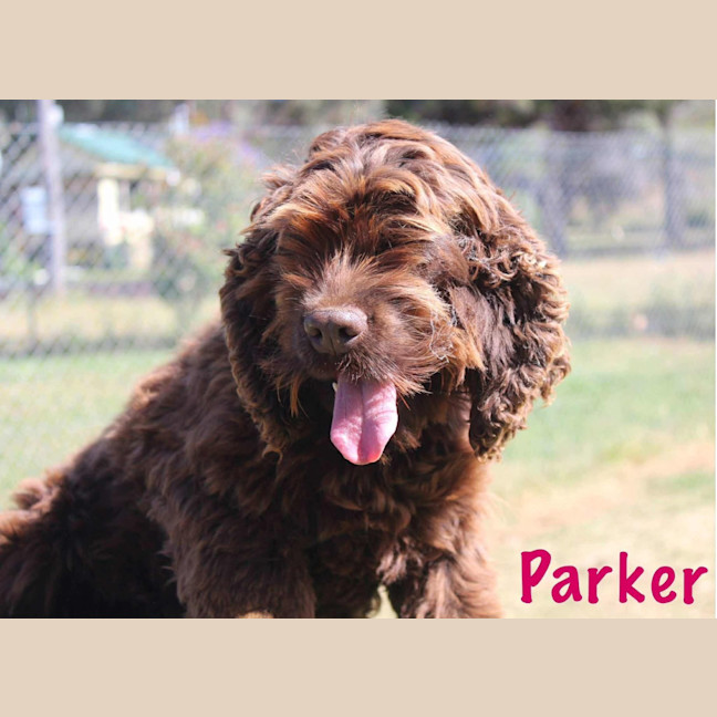 Photo of Parker