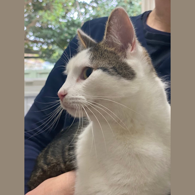 Photo of Cosmo
