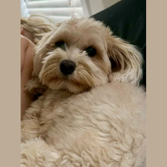 Photo of Penny   1 Year Old Cavoodle