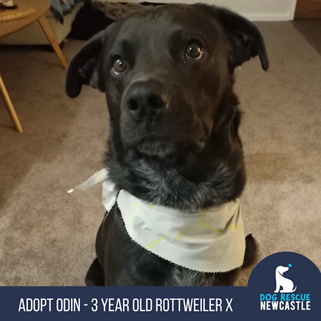 Photo of Odin   3 Year Old Rottweiler X