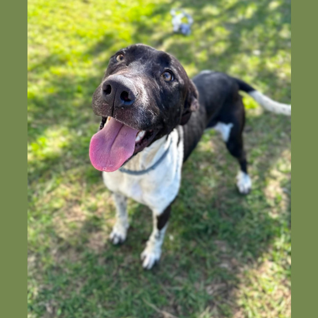Photo of Maverick