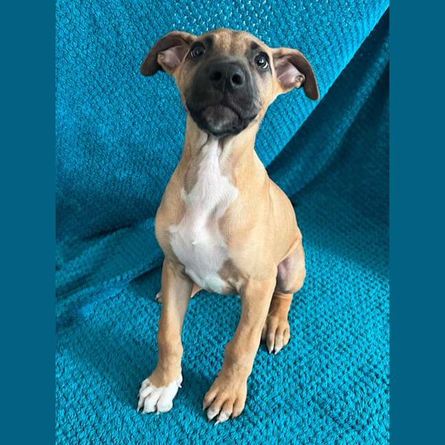 Photo of Bruno